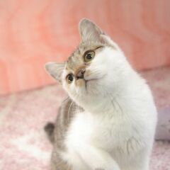 生後6ケ月（推定）　ふくまるこ（名前）　女の子　子猫