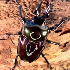 ハイグレードカラー🤩ニジイロクワガタ　幼虫の画像