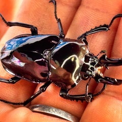 ハイグレードカラー🤩ニジイロクワガタ　幼虫の画像