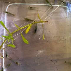 ミナミヌマエビの画像