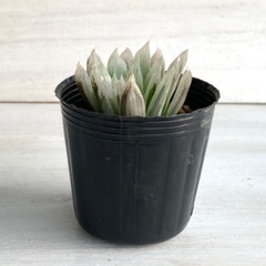 多肉植物　ハオルチア　ピリフェラ錦①の画像