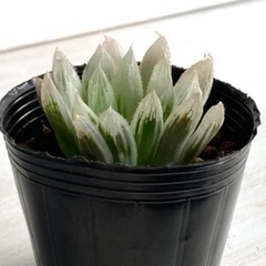 多肉植物　ハオルチア　ピリフェラ錦②の画像