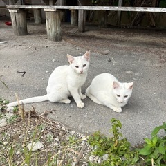 里親さがしています。