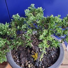 シンパク　盆栽　斑入りの画像