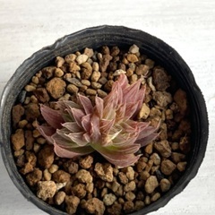 多肉植物　ハオルチア　レイトニー"JDV 91/97 chaluma"の画像