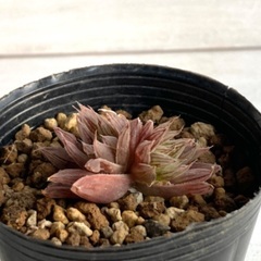 多肉植物　ハオルチア　レイトニー"JDV 91/97 chaluma"の画像