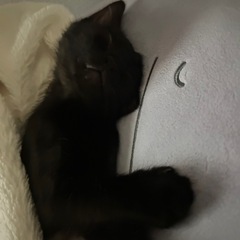 黒猫オス3ヶ月