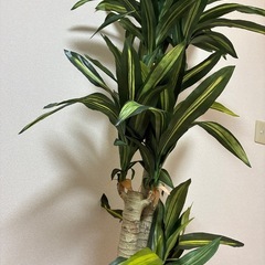 フェイクグリーンの画像