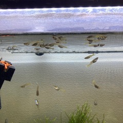 ミックスグッピーの画像