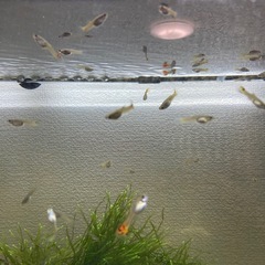 ミックスグッピーの画像