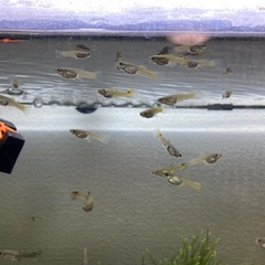 ミックスグッピーの画像