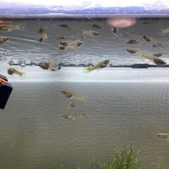 ミックスグッピーの画像