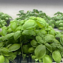★水耕栽培で育てた無農薬のバジル★野菜★体に優しい★の画像