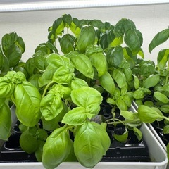 ★水耕栽培で育てた無農薬のバジル★野菜★体に優しい★の画像