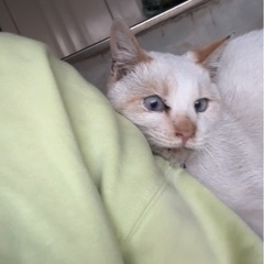 目が青いシャム猫♥