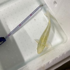 錦鯉　光系の画像