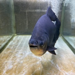 900水槽セット売ります。早者勝ちの画像