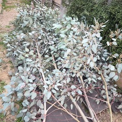 ユーカリの画像