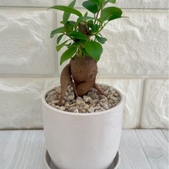 ガジュマル/北欧ストーン風植木鉢②の画像