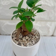 ガジュマル/北欧ストーン風植木鉢②の画像