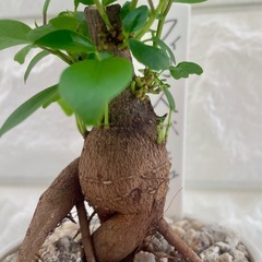 ガジュマル/北欧ストーン風植木鉢②の画像
