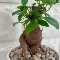 ガジュマル/北欧ストーン風植木鉢②の画像