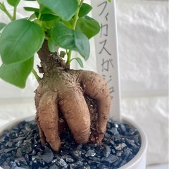 ガジュマル/北欧ストーン風植木鉢③の画像