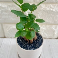 ガジュマル/北欧ストーン風植木鉢③の画像