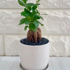 ガジュマル/北欧ストーン風植木鉢③の画像