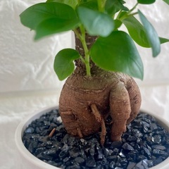 ガジュマル/北欧ストーン風植木鉢③の画像