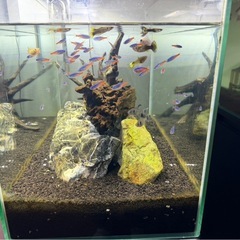 水槽 60cmの画像