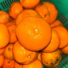 今回は大きいみかんが好きな方へ🍊🔥【訳あり有田みかん 400kg 仕入れてきました!!】🔥🍊 今年も農家さん直送で“お店に出せない訳ありみかん”ゲットしてきました😎💪の画像