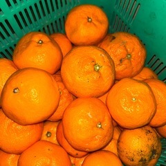 今回は大きいみかんが好きな方へ🍊🔥【訳あり有田みかん 400kg 仕入れてきました!!】🔥🍊 今年も農家さん直送で“お店に出せない訳ありみかん”ゲットしてきました😎💪の画像