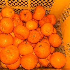 今回は大きいみかんが好きな方へ🍊🔥【訳あり有田みかん 400kg 仕入れてきました!!】🔥🍊 今年も農家さん直送で“お店に出せない訳ありみかん”ゲットしてきました😎💪の画像