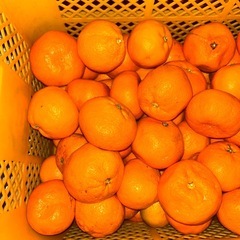 今回は大きいみかんが好きな方へ🍊🔥【訳あり有田みかん 400kg 仕入れてきました!!】🔥🍊 今年も農家さん直送で“お店に出せない訳ありみかん”ゲットしてきました😎💪の画像