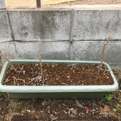 トゲ無しタラの芽/植え付けから三年(1)