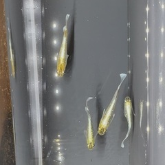 メダカ：レッドクリフダーク(2P)の画像