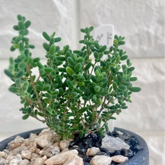 多肉植物ドロサンテマム・キャンディシュガー🍬/デザイン陶器鉢の画像