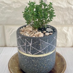 多肉植物ドロサンテマム・キャンディシュガー🍬/デザイン陶器鉢の画像