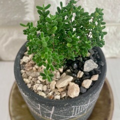 多肉植物ドロサンテマム・キャンディシュガー🍬/デザイン陶器鉢の画像