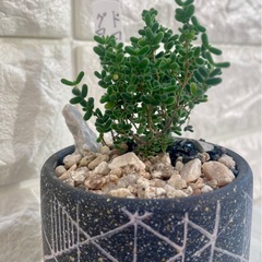 多肉植物ドロサンテマム・キャンディシュガー🍬/デザイン陶器鉢の画像