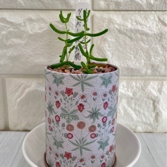 ドロサンテマム蜜橘/花柄アンティーク缶②の画像