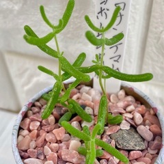 ドロサンテマム蜜橘/花柄アンティーク缶②の画像