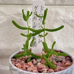 ドロサンテマム蜜橘/花柄アンティーク缶②の画像