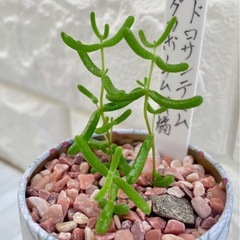 ドロサンテマム蜜橘/花柄アンティーク缶②の画像