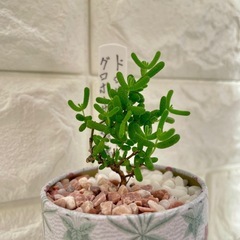 多肉植物ドロサンテマム蜜橘(みかん🍊)/花柄アンティーク缶の画像