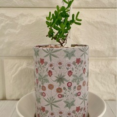 多肉植物ドロサンテマム蜜橘(みかん🍊)/花柄アンティーク缶の画像