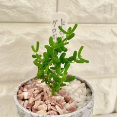 多肉植物ドロサンテマム蜜橘(みかん🍊)/花柄アンティーク缶の画像