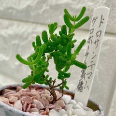 多肉植物ドロサンテマム蜜橘(みかん🍊)/花柄アンティーク缶の画像
