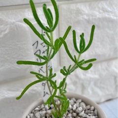 多肉植物
ドロサンテマムフロリバンダ厶/デザイン陶器鉢②の画像